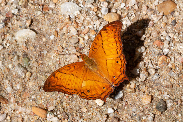 Vindula dejone erotella