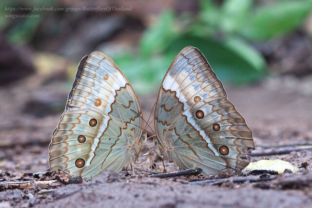 Stichophthalma cambodia