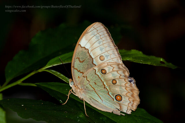 Stichophthalma cambodia