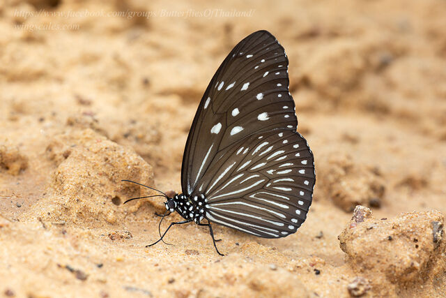 Euploea mulciber mulciber