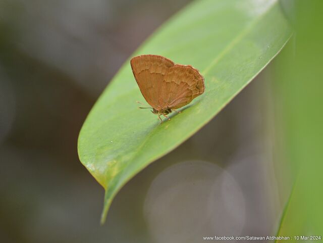 Deramas livens livens