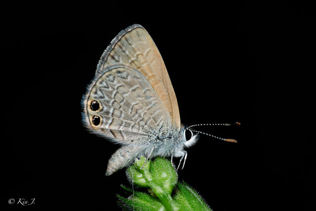 Nacaduba biocellata baliensis