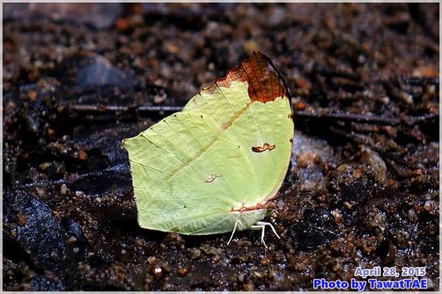 Dercas verhuelli doubledayi
