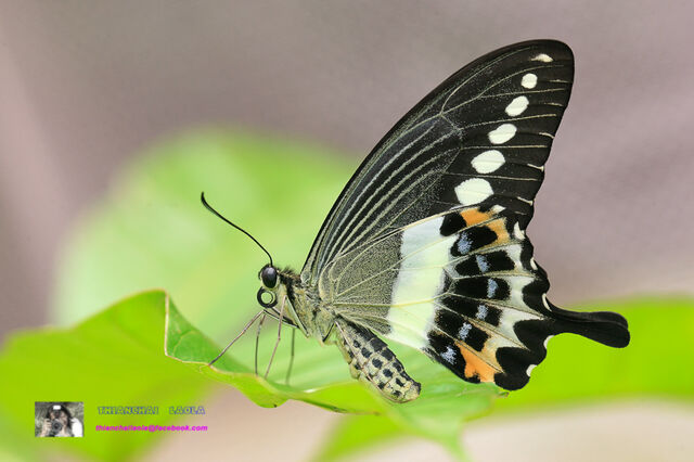 Papilio demolion demolion