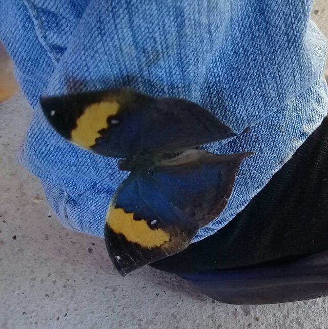 Kallima inachus siamensis