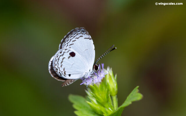 Neopithecops zalmora zalmora