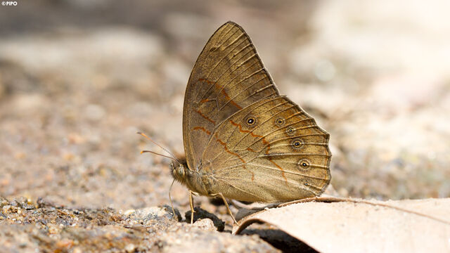 Lethe gulnihal peguana