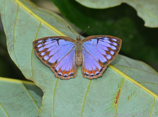 Poritia sumatrae sumatrae