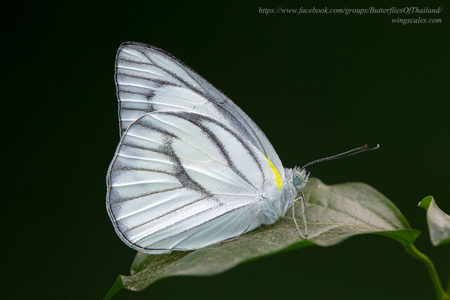 Appias olferna olferna