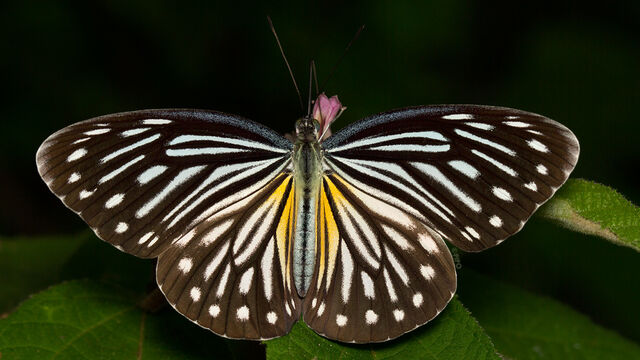 Pareronia anais anais