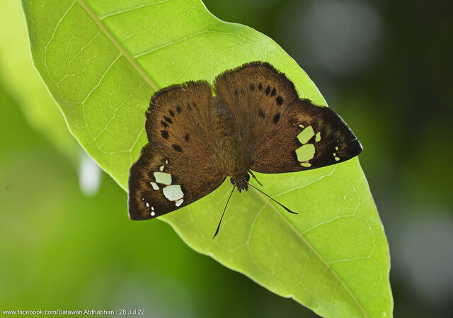 Coladenia agni sundae