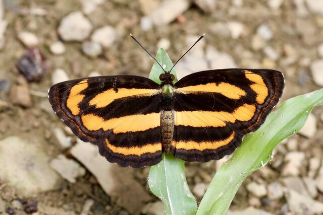 Pantoporia hordonia hordonia