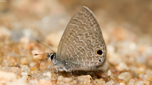 Prosotas noreia hampsoni