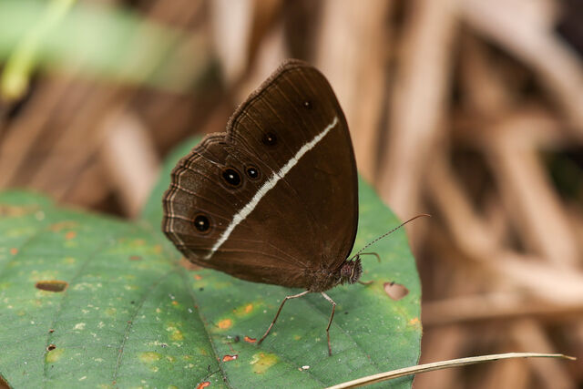 Orsotriaena medus medus