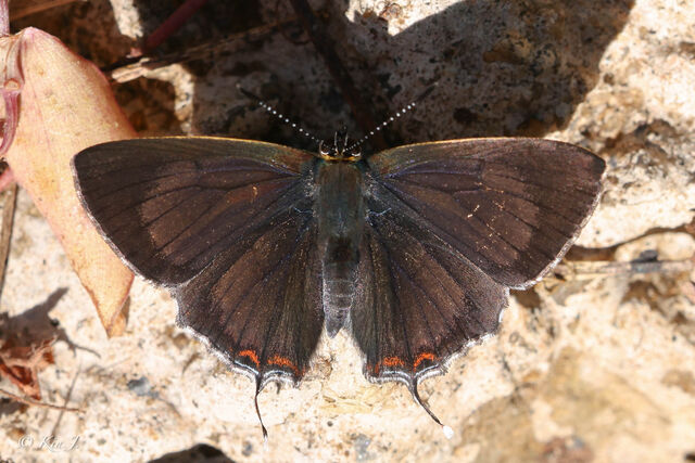 Heliophorus kohimensis elioti