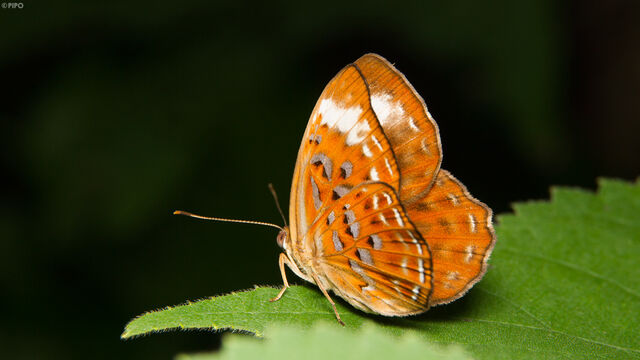 Taxila haquinus berthae
