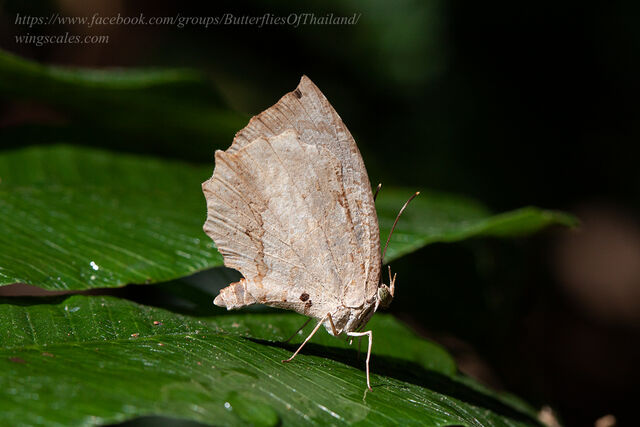 Allotinus drumila aphthonius