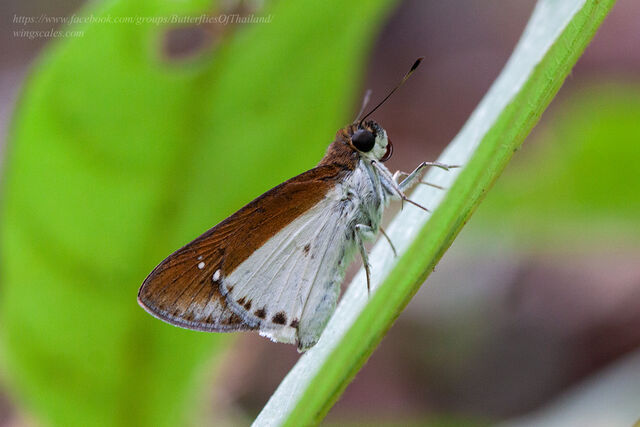 Iton semamora semamora