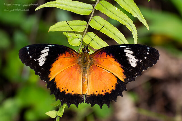 Cethosia methypsea methypsea