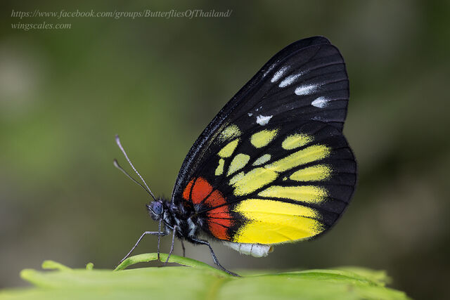 Delias pasithoe pasithoe