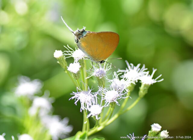 Manto hypoleuca terana