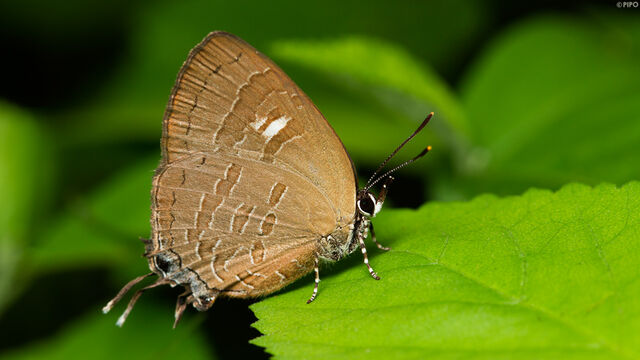 Ahmetia achaja achaja