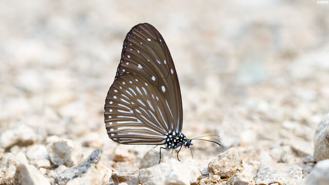 Euploea mulciber mulciber