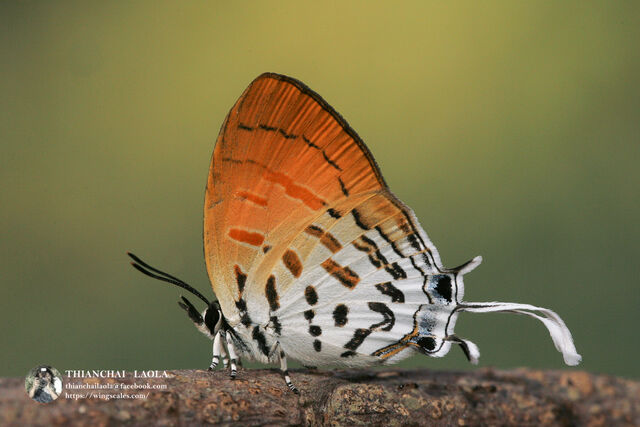 Drupadia ravindra boisduvalii