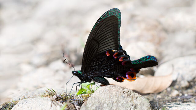 Papilio arcturus arcturus