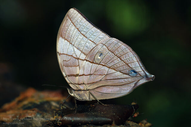 Amathuxidia amythaon annamensis