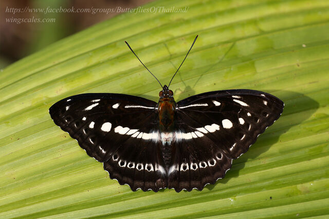 Limenitis asura asura