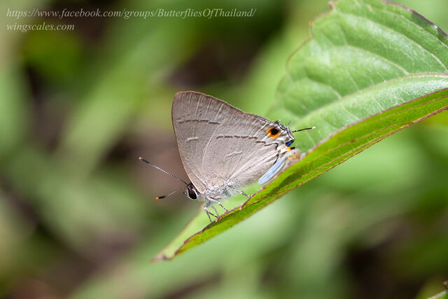 Pratapa icetas extensa