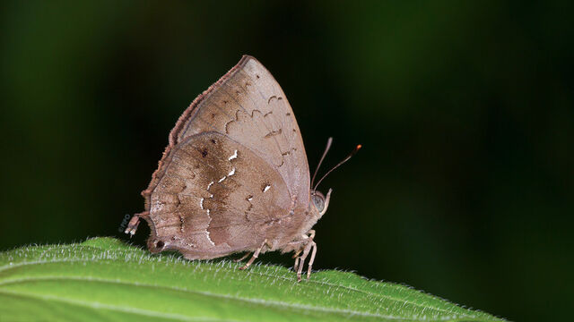 Surendra quercetorum quercetorum