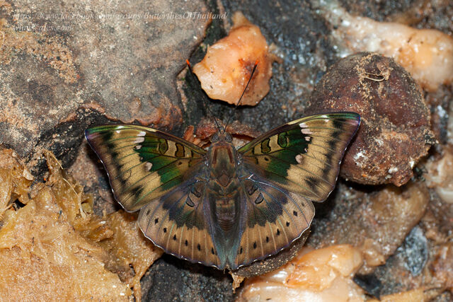 Euthalia aconthea garuda
