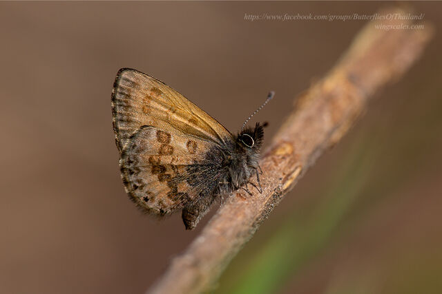 Orthomiella rantaizana rovorea