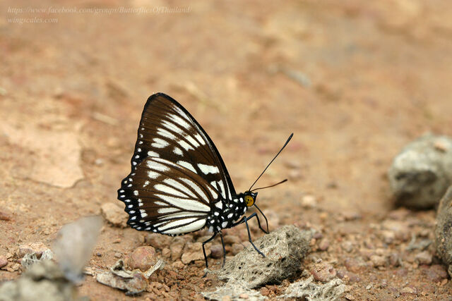 Euripus nyctelius nyctelius