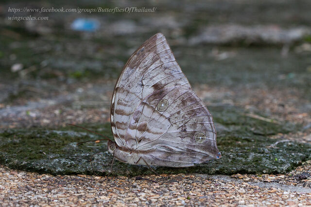 Zeuxidia aurelius aurelius