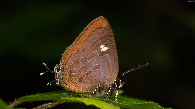 Ahmetia achaja achaja