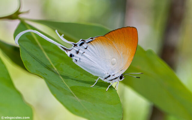 Neocheritra amrita amrita