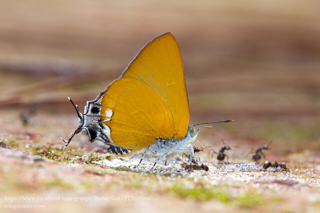 Pseudotajuria donatana ssp.