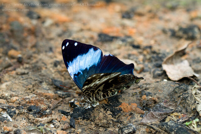 Prothoe franck vilma