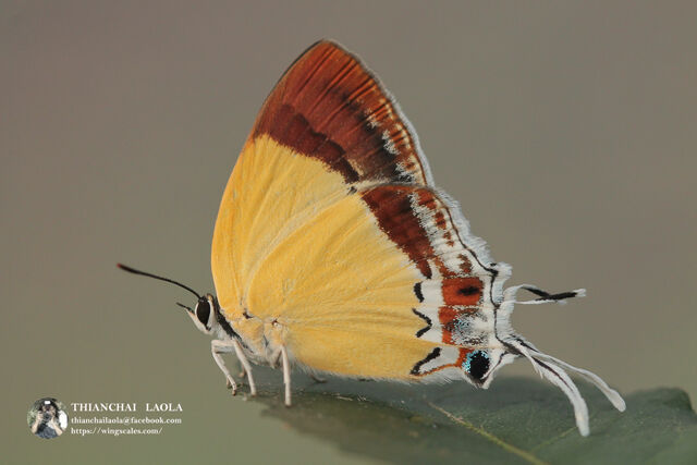 Charana mandarina mandarina