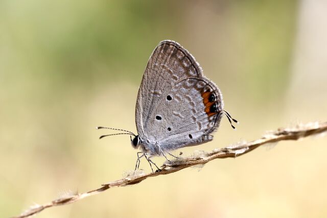 Cupido lacturnus rileyi
