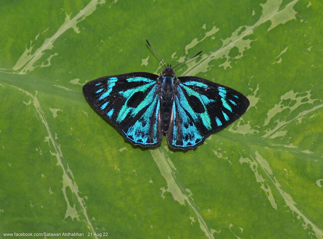 Poritia philota philota