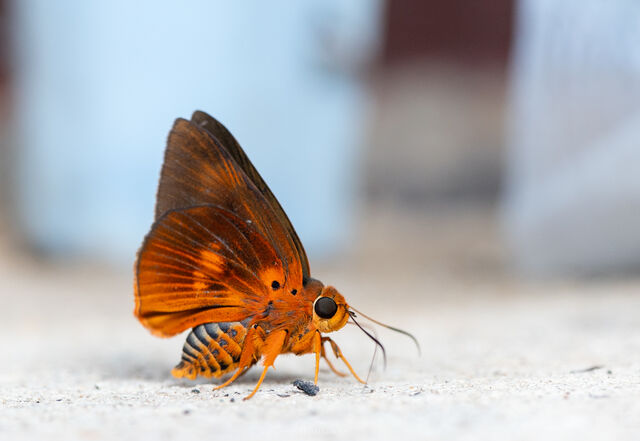 Burara etelka etelka