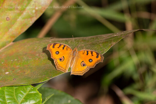 Junonia almana almana
