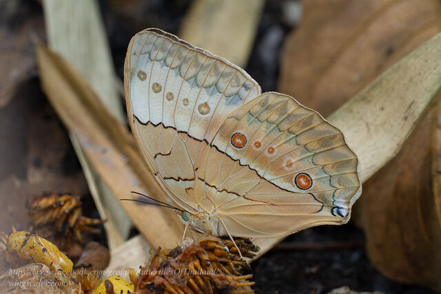 Stichophthalma louisa louisa