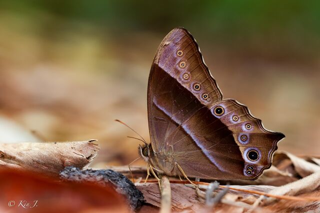 Lethe vindhya vindhya