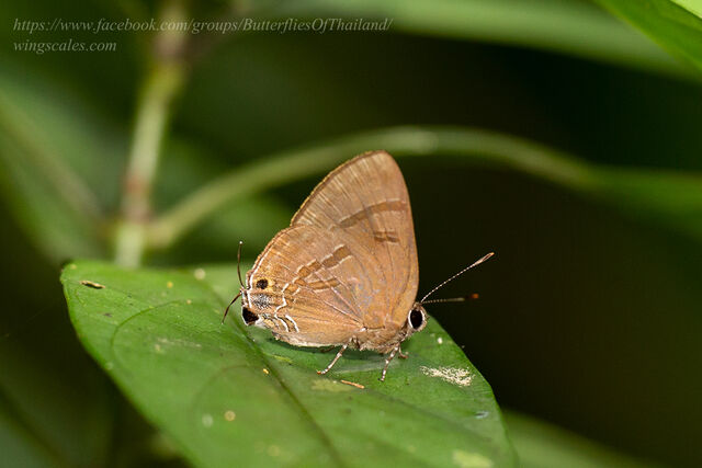 Rapala varuna orseis