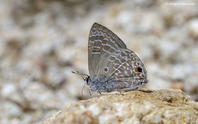 Anthene lycaenina miya